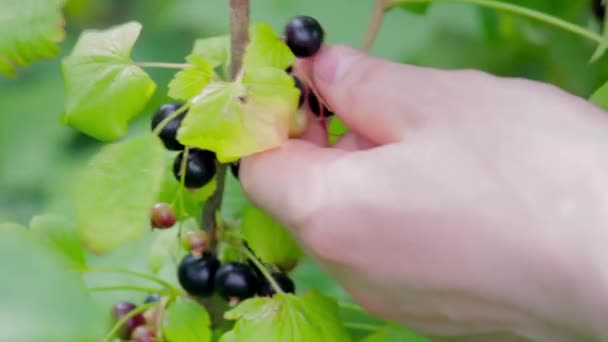 Egy férfi keze fekete ribizlit gyűjt egy bokorból egy fényes, napos napon. — Stock videók