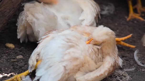 Цыплята лежат в курятнике на фоне старого амбара на ферме. — стоковое видео