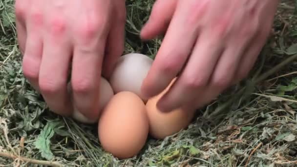 Yakın plan. Bir erkek eli yuvada yatan dört taze tavuk yumurtasını alır. Organik kahvaltı. — Stok video