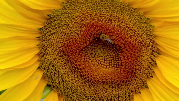 Bijen verzamelen zonnebloem nectar in het veld close-up — Stockvideo