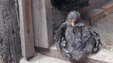 Siyah Civciv çiftlikteki bir ahırda otururken tüy soyar. Boşluğu kopyala