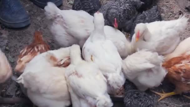 Les poussins picorent des grains dans une mangeoire dans la cour de la ferme close-up — Video