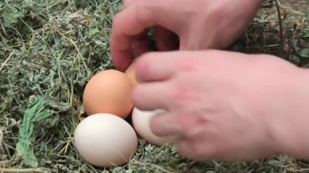 Primer plano. Una mano masculina toma cuatro huevos frescos de pollo que yacen en el nido. Comida ecológica para desayuno — Vídeos de Stock