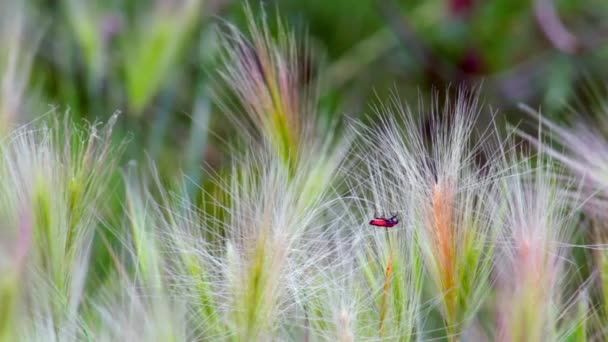 Orejas de crecimiento decorativo de cebada balanceo en el viento en el campo — Vídeo de stock