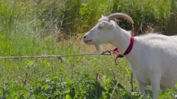 Uma cabra jovem pastoreia em um prado de primavera. Close-up de uma cabra. Cabra posando na câmera. espaço de cópia — Vídeo de Stock