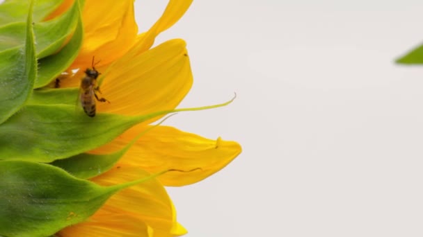 Bijen verzamelen zonnebloem nectar in het veld close-up — Stockvideo