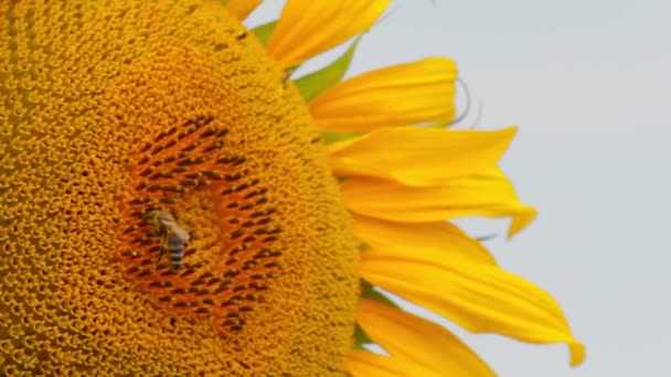 Bijen verzamelen zonnebloem nectar in het veld close-up — Stockvideo