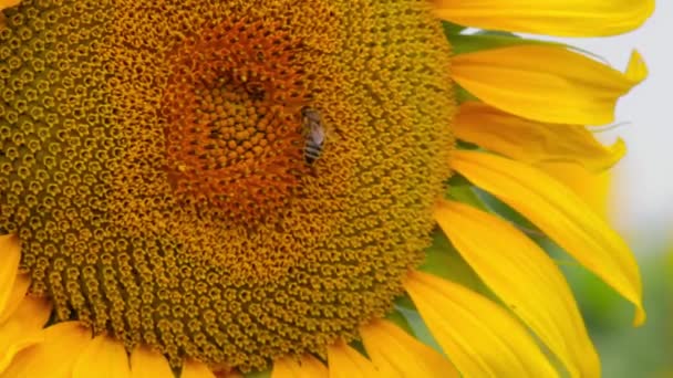 ミツバチは畑でひまわりの蜜を集めます。 — ストック動画
