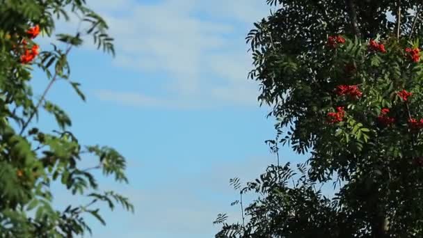 La cima degli alberi con bacche sordo contro il cielo con le nuvole. Copia spazio — Video Stock