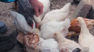 Sara kadınlar kümeste civciv besler.