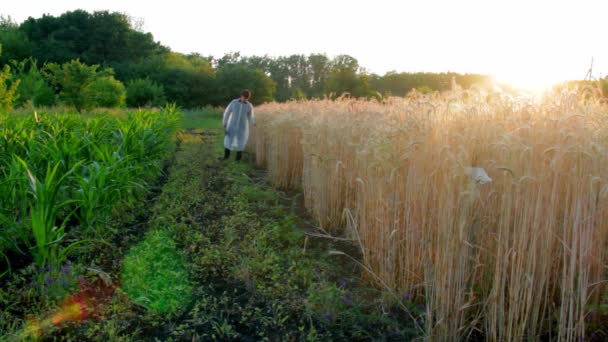 Jonge boer met tablet controleert de kwaliteit van tarwe in het veld — Stockvideo