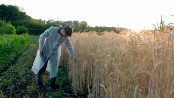 Joven agricultor con tableta comprueba la calidad del trigo en el campo. espacio de copia — Vídeo de stock