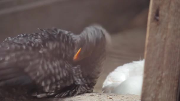 Schwarzes Küken schält Federn, während es in einer Scheune auf einem Bauernhof sitzt. — Stockvideo