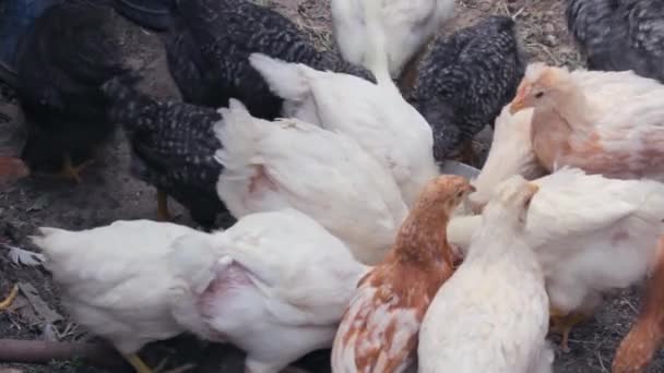 Цыплята клюют зерно в кормушке во дворе фермы крупным планом. — стоковое видео