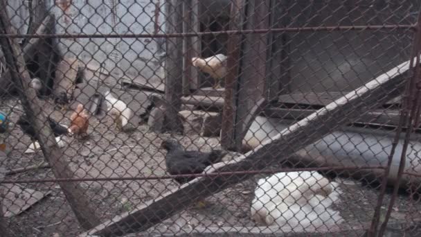 Цыплята ходят в курятнике на заднем плане старого сарая на ферме за забором из сетки — стоковое видео