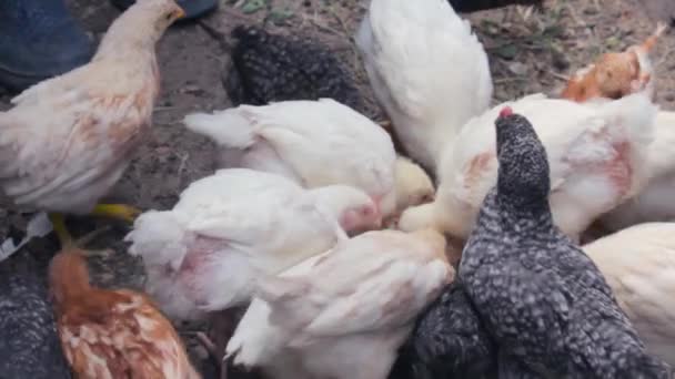 Les poussins picorent des grains dans une mangeoire dans la cour de la ferme close-up — Video