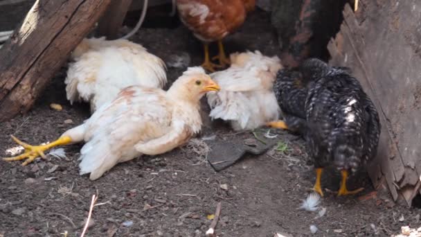 Küken liegen im Hühnerstall und putzen Federn — Stockvideo
