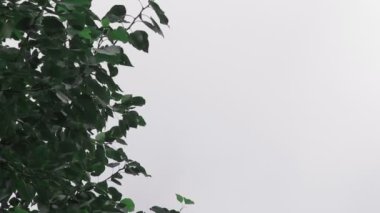 Ağaçların tepesinde bulutlarla gökyüzüne karşı. Boşluğu kopyala