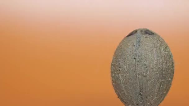 Primer plano de un coco tropical maduro girando sobre un fondo naranja. espacio de copia — Vídeos de Stock