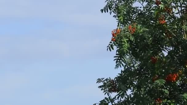 The top of the trees with berries rowan against the sky with clouds. Copy space — Stock Video