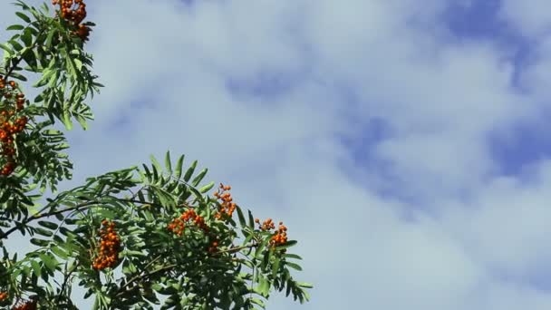 The top of the trees with berries rowan against the sky with clouds. Copy space — Stock Video