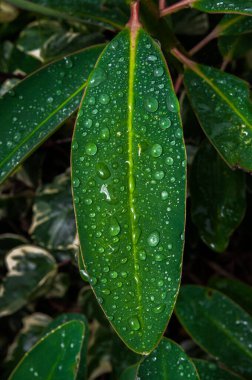 Su Damlalı Yeşil Yaprak dokusu