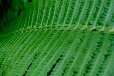 eğreltiotu yaprağı.