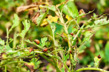 Colorado patates böceği larvaları patates yaprağı yer.