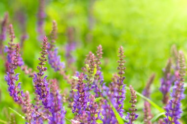 Çayırda kır çiçekleri