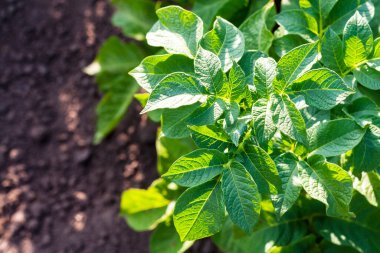 Patates, sebze bahçesinde yetişir.