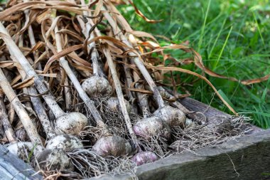 Sarımsak ahşap kutuda çimlerin üzerinde