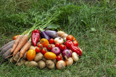 Bahçedeki çimlerin üzerinde organik sebzeler