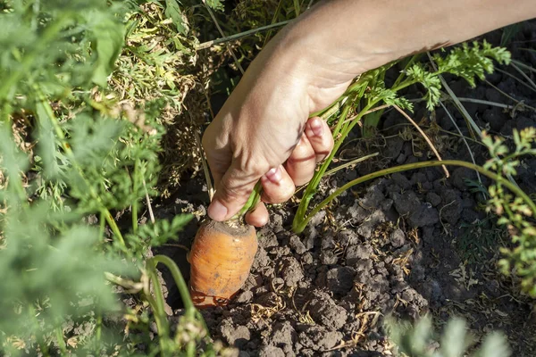 Farmers hand pulls out carrots from the soil