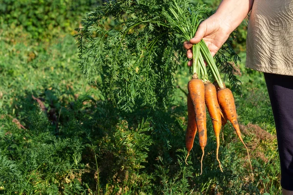 Mujer sosteniendo en mano racimo de zanahorias — Foto de Stock