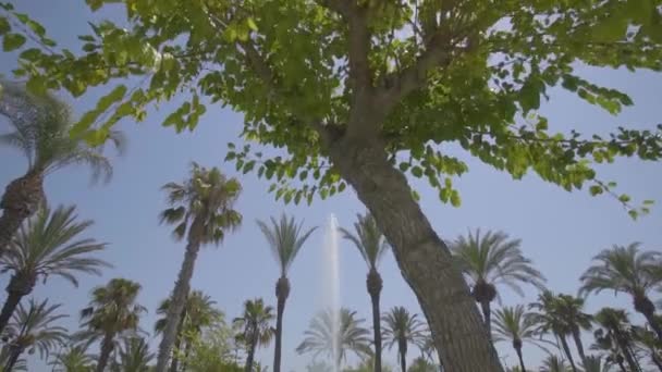 Çeşme İspanya, İbiza ve San Antonio 'daki palmiye ağaçlarının arasından çekildiğini gösteriyor. — Stok video