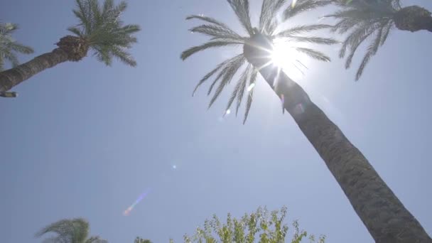 Tiro lento de palmeras en España, Ibiza, San Antonio — Vídeos de Stock