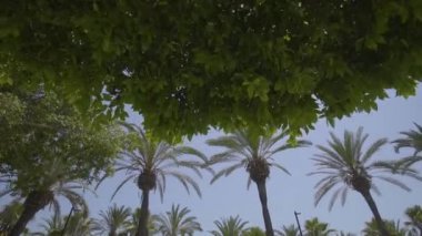 İspanya 'da mavi gökyüzü olan palmiye ağaçları, İbiza