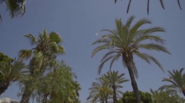 İspanya, İbiza 'da mavi gökyüzü olan palmiyeler