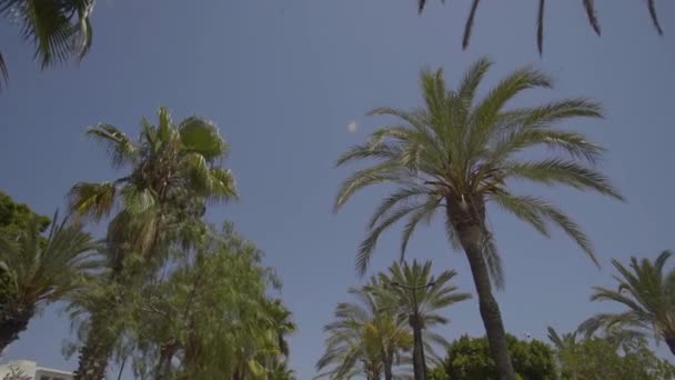 Palmas com céu azul na Espanha, Ibiza — Vídeo de Stock