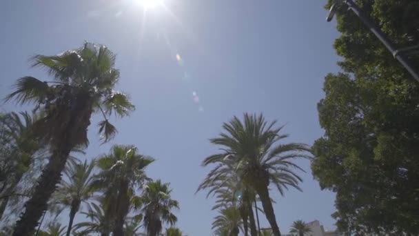 Deslizamiento lento de palmeras con cielo azul en España, Ibiza — Vídeos de Stock
