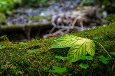 Akçaağaç yaprağı yaprakları, soyut yeşil doku, doğa koyu ton arka plan, tropikal yaprak