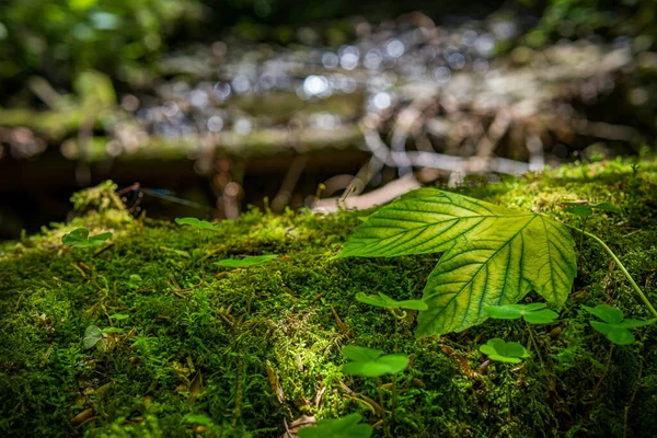 Leaves Maple Leaf Abstract Green Texture Nature Dark Tone Background — Stock Photo, Image