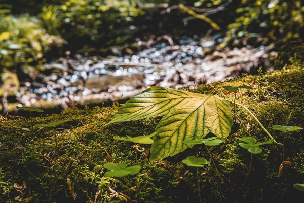 Blätter Des Ahornblattes Abstrakte Grüne Textur Natur Dunklen Ton Hintergrund — Stockfoto