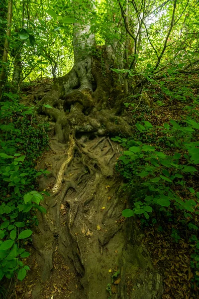 Nature Reserve Aachtobel Owingen Lake Constance Upper Swabia — Stock Photo, Image