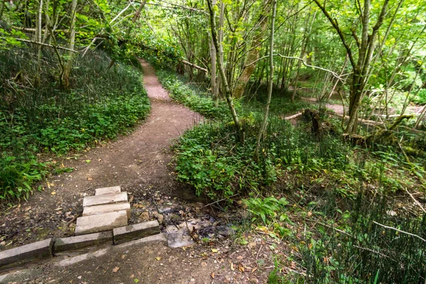 Nature Reserve Aachtobel Owingen Lake Constance Upper Swabia — 스톡 사진