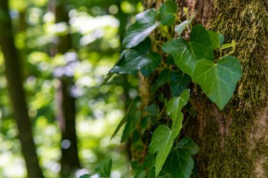 Sarmaşık yaprakları ve güzel kabuğuyla Yukarı Bataklık 'ta fantastik bir orman.