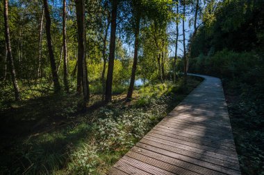 Sonbaharda Prunger-Burgweiler-Ried doğa koruma alanında fantastik bir yürüyüş.