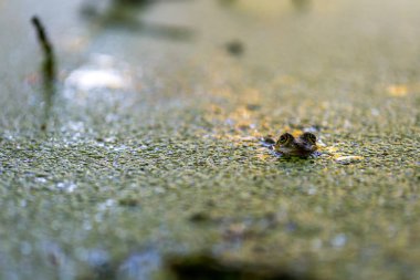 Sonbaharda Prunger-Burgweiler-Ried doğa koruma alanında fantastik bir yürüyüş.