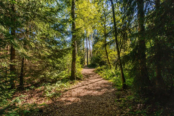 Fantástica Caminata Por Reserva Natural Pfrunger Burgweiler Ried Otoño — Foto de Stock