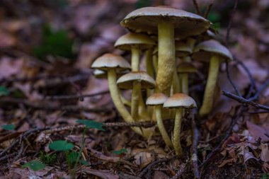 Güzel, sihirli mantarlar sonbaharda bir peri masalında